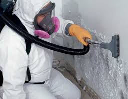 Why You Should Choose Our Mold Remediation Services in Cecil Bishop, PA